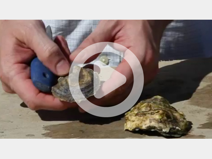 Sewall_Oysters101